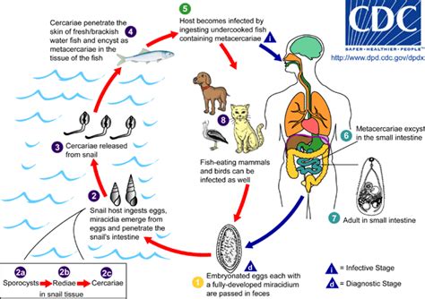 how hard to test for flukes|signs of flukes in adults.